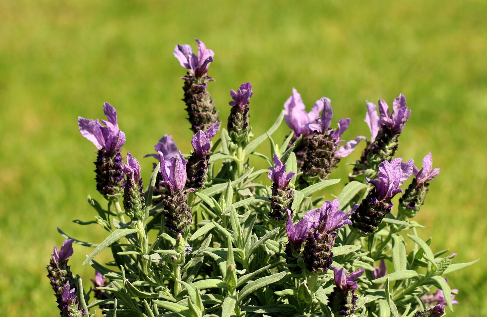 Canon EOS 1200D (EOS Rebel T5 / EOS Kiss X70 / EOS Hi) sample photo. Lavender, purple flowers, lavender photography