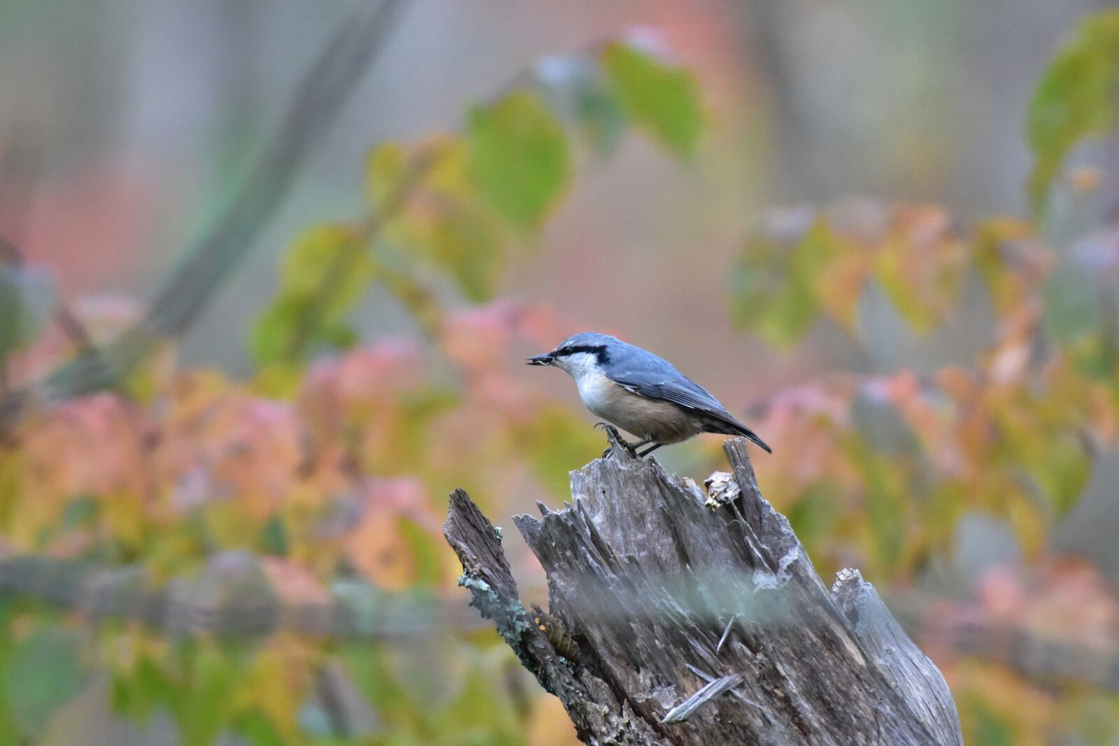 Nikon D810 sample photo. Natural, bird, outdoors photography