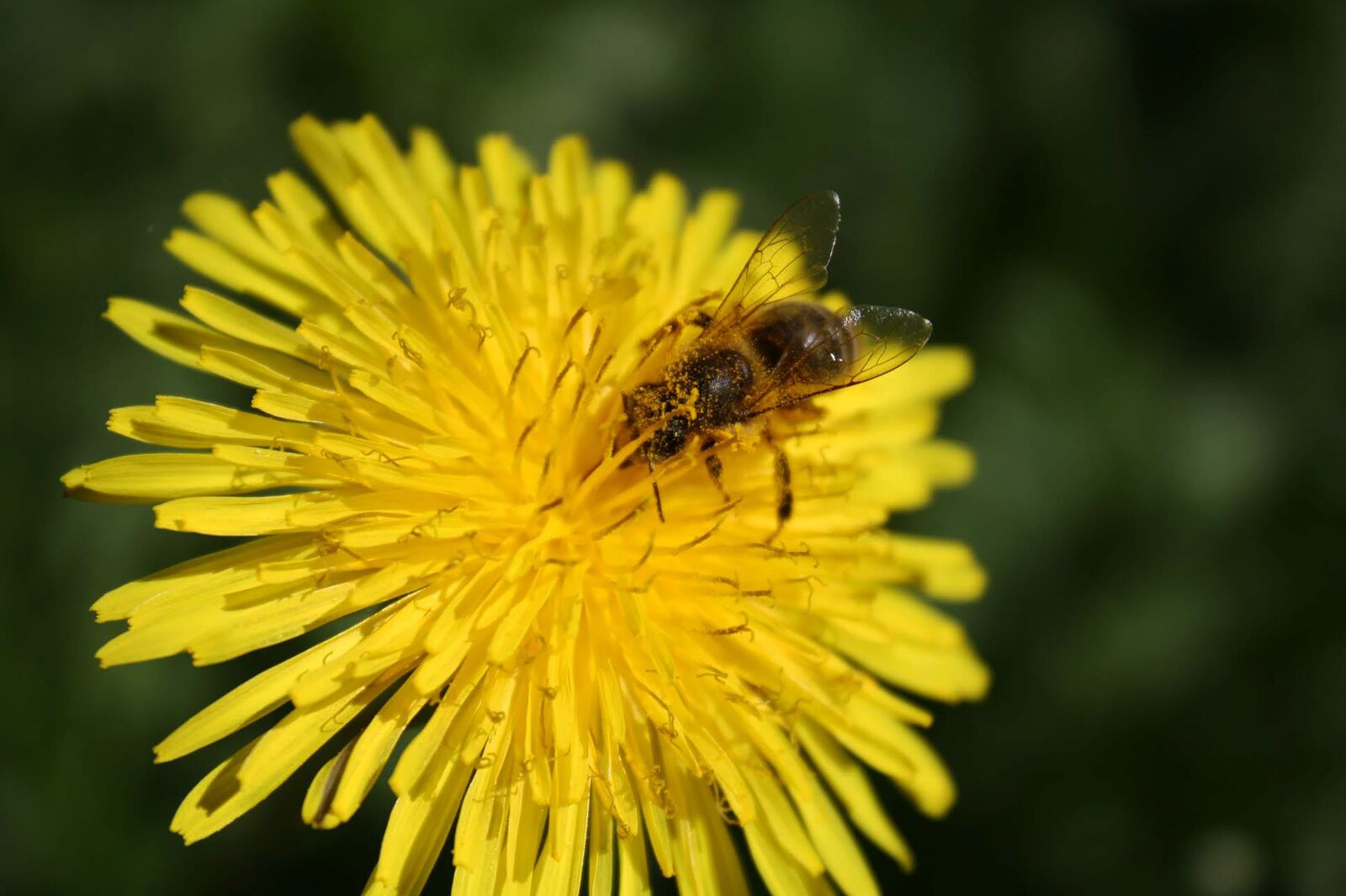 Canon EOS 1000D (EOS Digital Rebel XS / EOS Kiss F) sample photo. Bee, flower, yellow photography