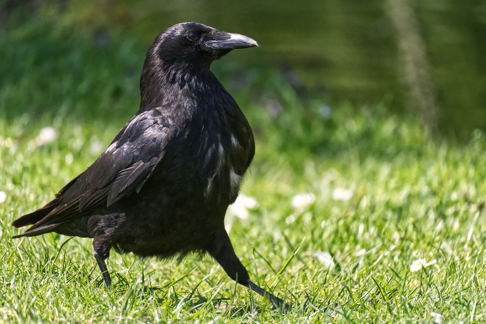 Nikon D7200 sample photo. Common raven, raven, crow photography