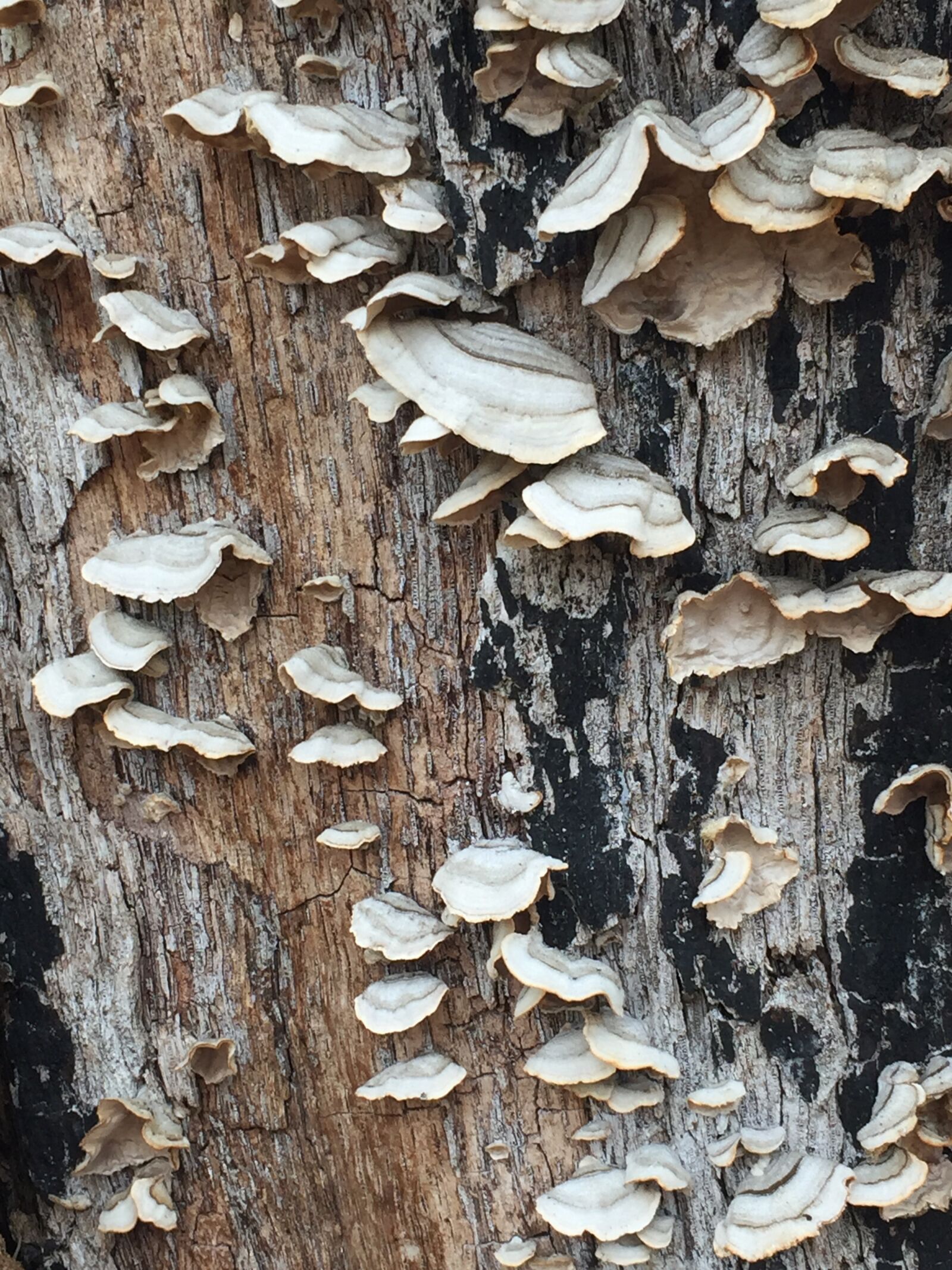 iPhone 6 back camera 4.15mm f/2.2 sample photo. Lichen, oak, tree photography