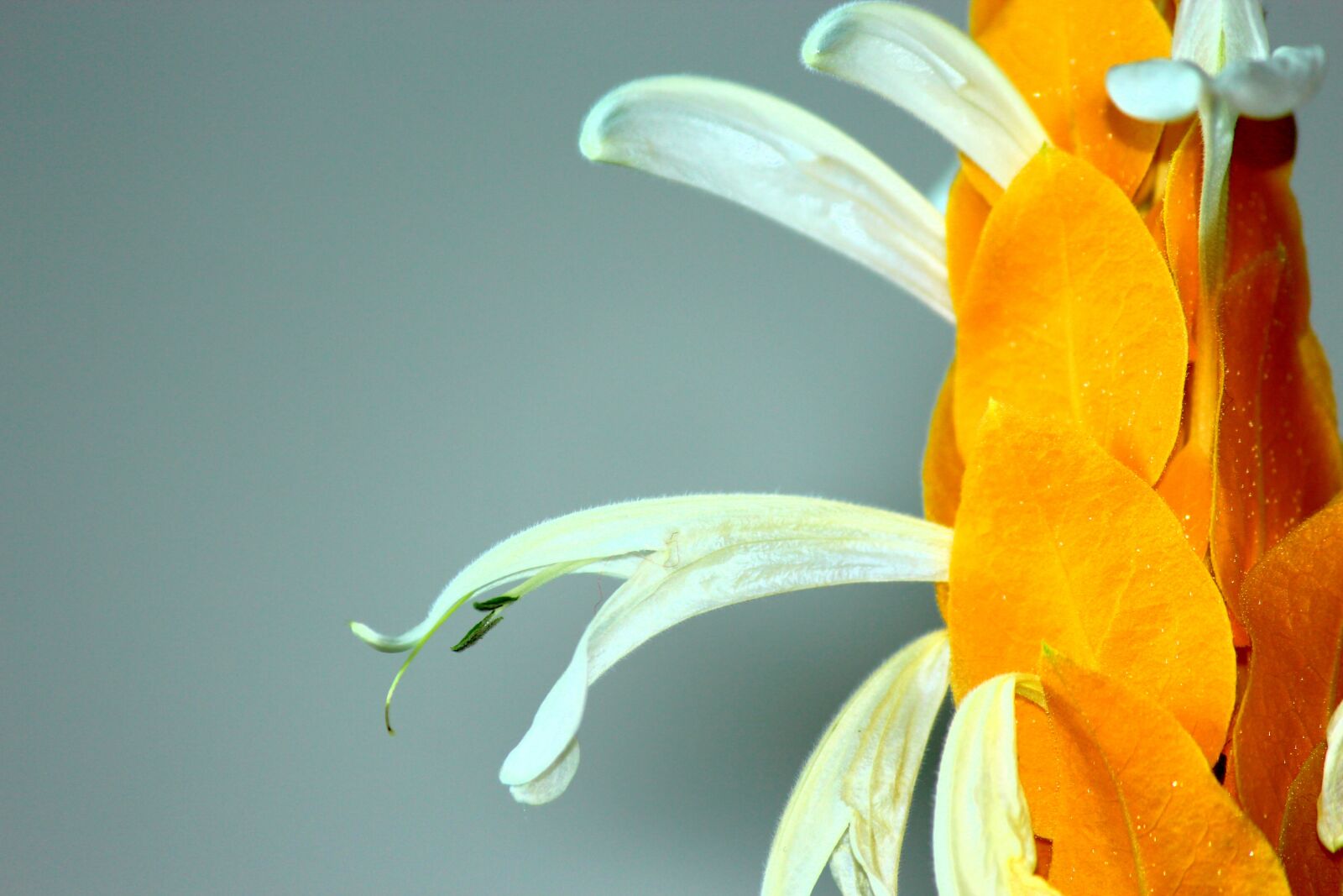 Canon EOS 600D (Rebel EOS T3i / EOS Kiss X5) sample photo. Yellow banana flower, antique photography