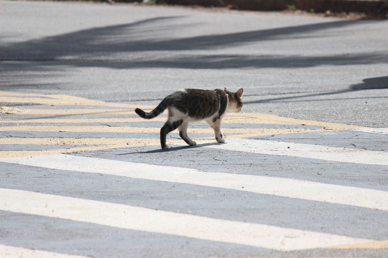 Canon EOS 600D (Rebel EOS T3i / EOS Kiss X5) sample photo. Nature, outdoors, road photography
