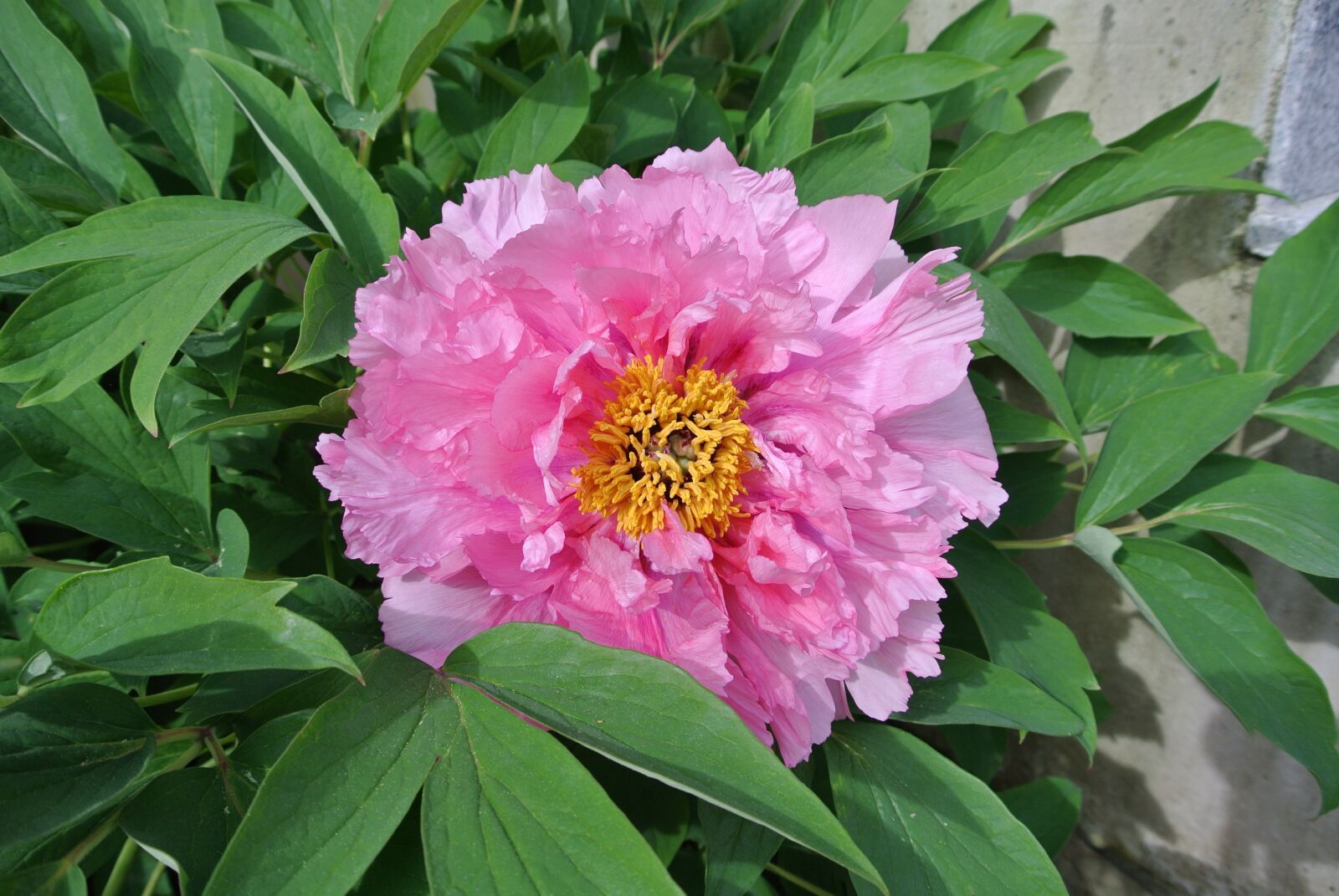 Nikon 1 J1 sample photo. Flower, pink, spring photography