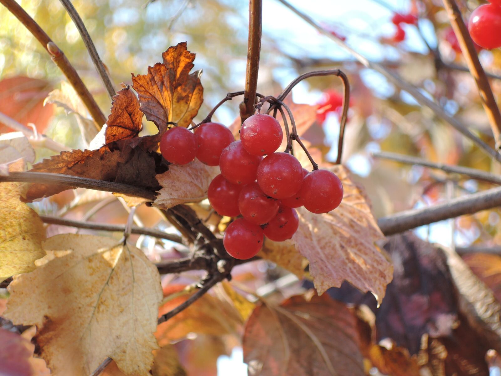 Nikon Coolpix P340 sample photo. Cranberries, berry, autumn photography
