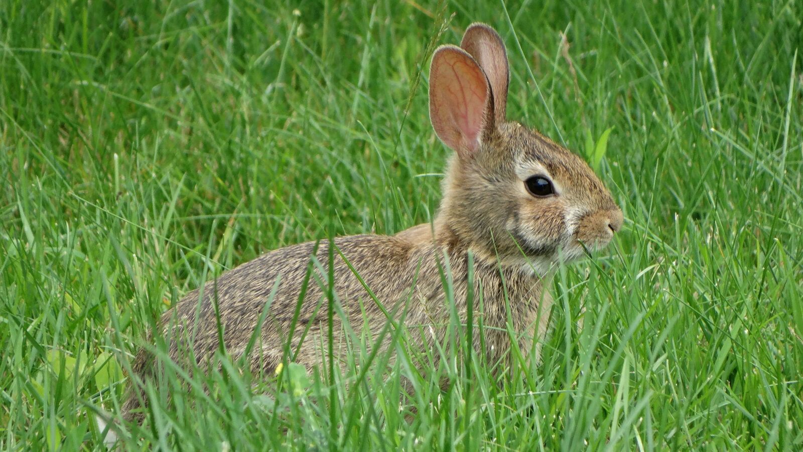 Sony Cyber-shot DSC-HX300 sample photo. Rabbit, grass, nature photography