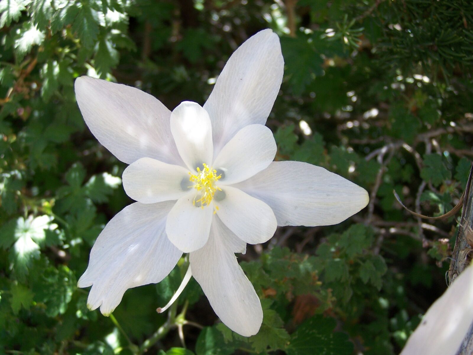 Kodak Z650 ZOOM DIGITAL CAMERA sample photo. Colorado blue columbine, flower photography