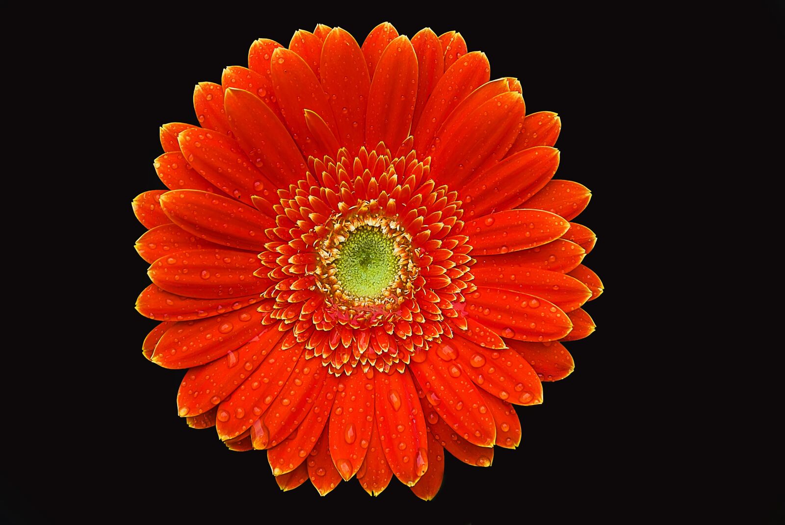 Nikon D3000 sample photo. Gerbera, flower, color photography