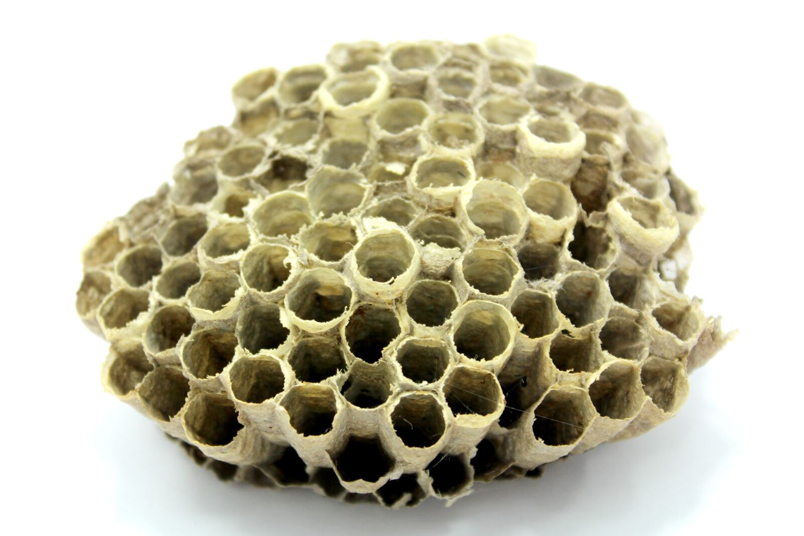Canon EOS 650D (EOS Rebel T4i / EOS Kiss X6i) sample photo. Bee, hive, honey photography