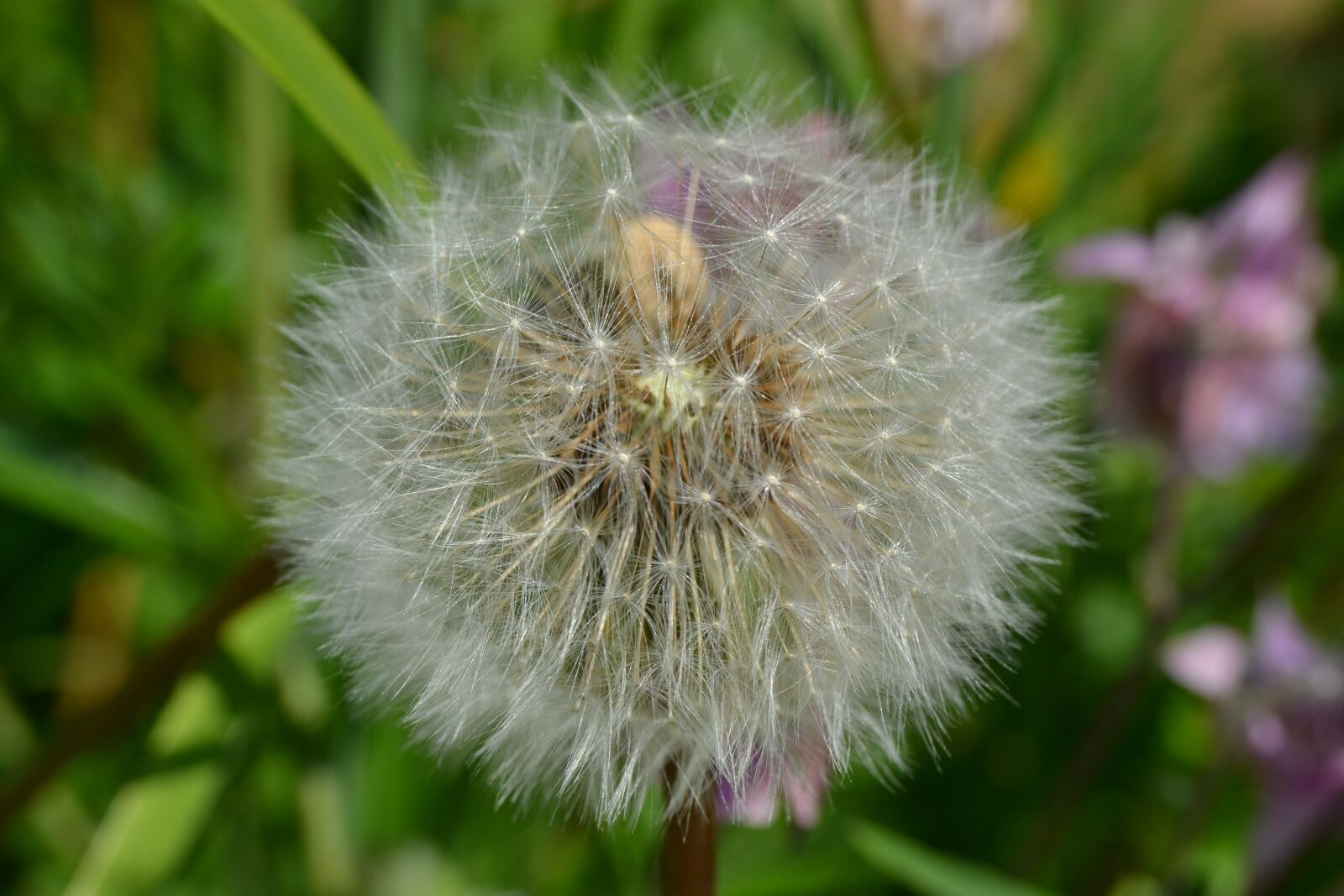 Nikon D3100 sample photo. Dandelion, seed, head photography