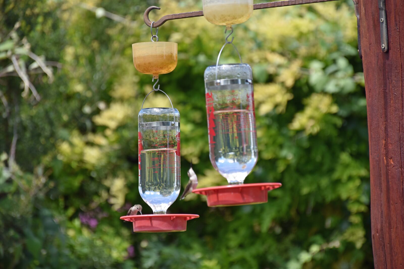 Nikon D5500 sample photo. Feeders, hummingbird, bird photography