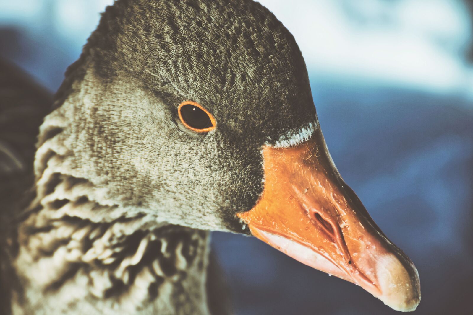 Nikon D7200 sample photo. Goose, wild bird, wild photography