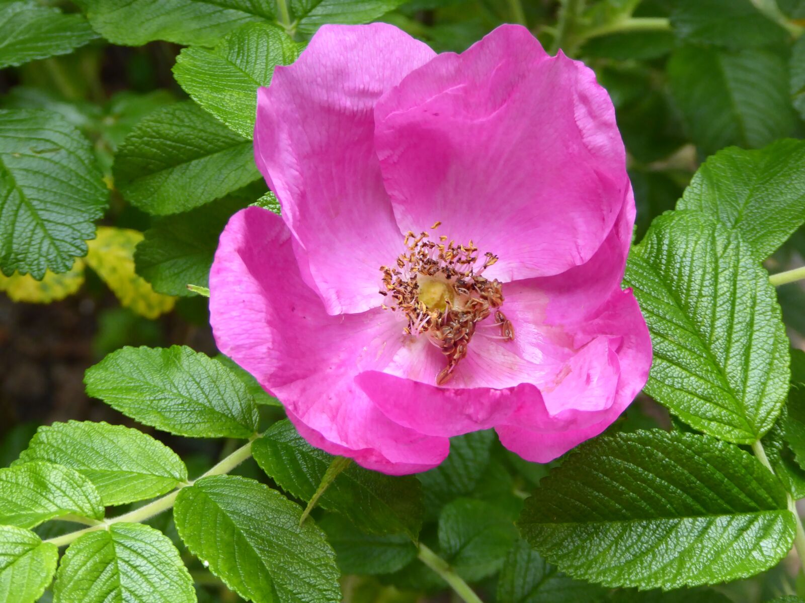 Panasonic DMC-TZ61 sample photo. Wild rose, pink, bush photography
