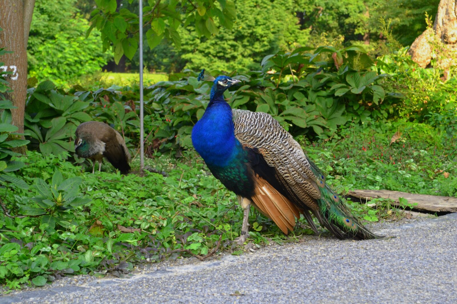 Nikon D3100 sample photo. Peacock, park, bird photography