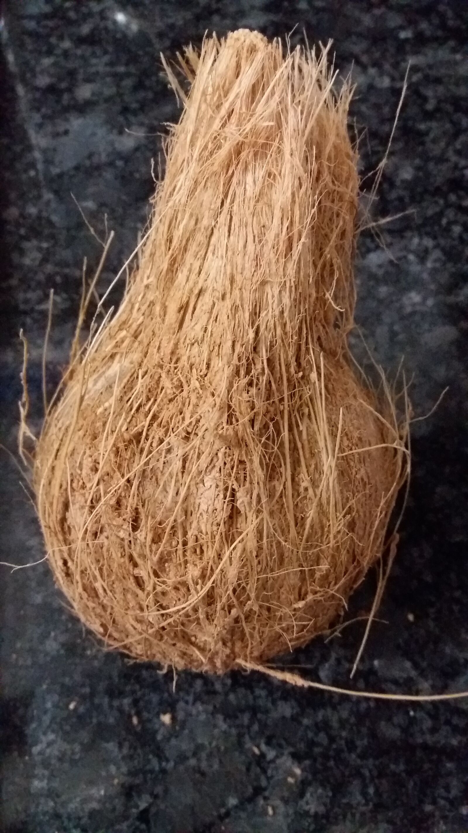 Samsung Galaxy J5 sample photo. Coconut, fruit, tropical photography