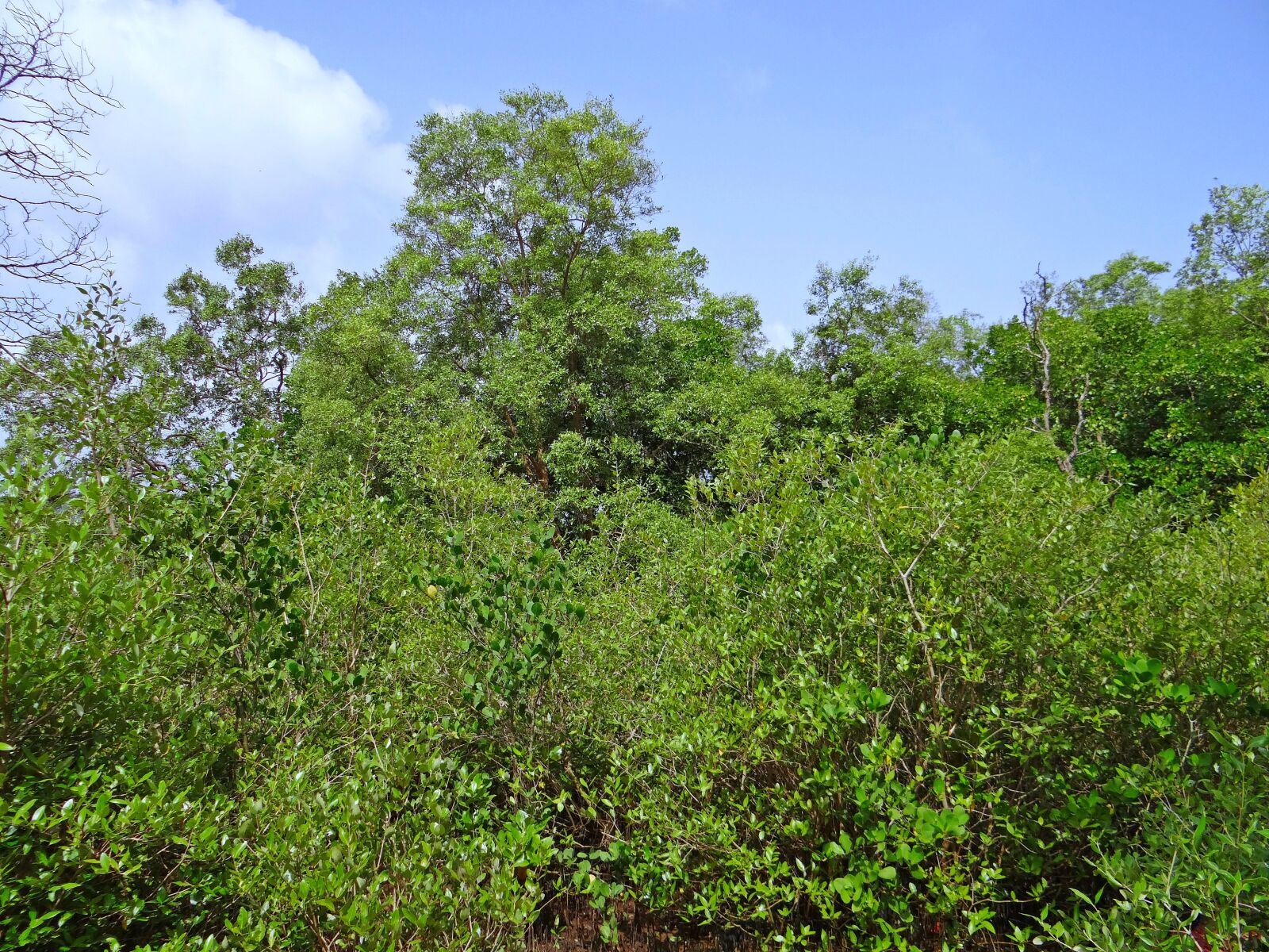 Sony DSC-HX200V sample photo. Mangroves, terekhol river estuary photography
