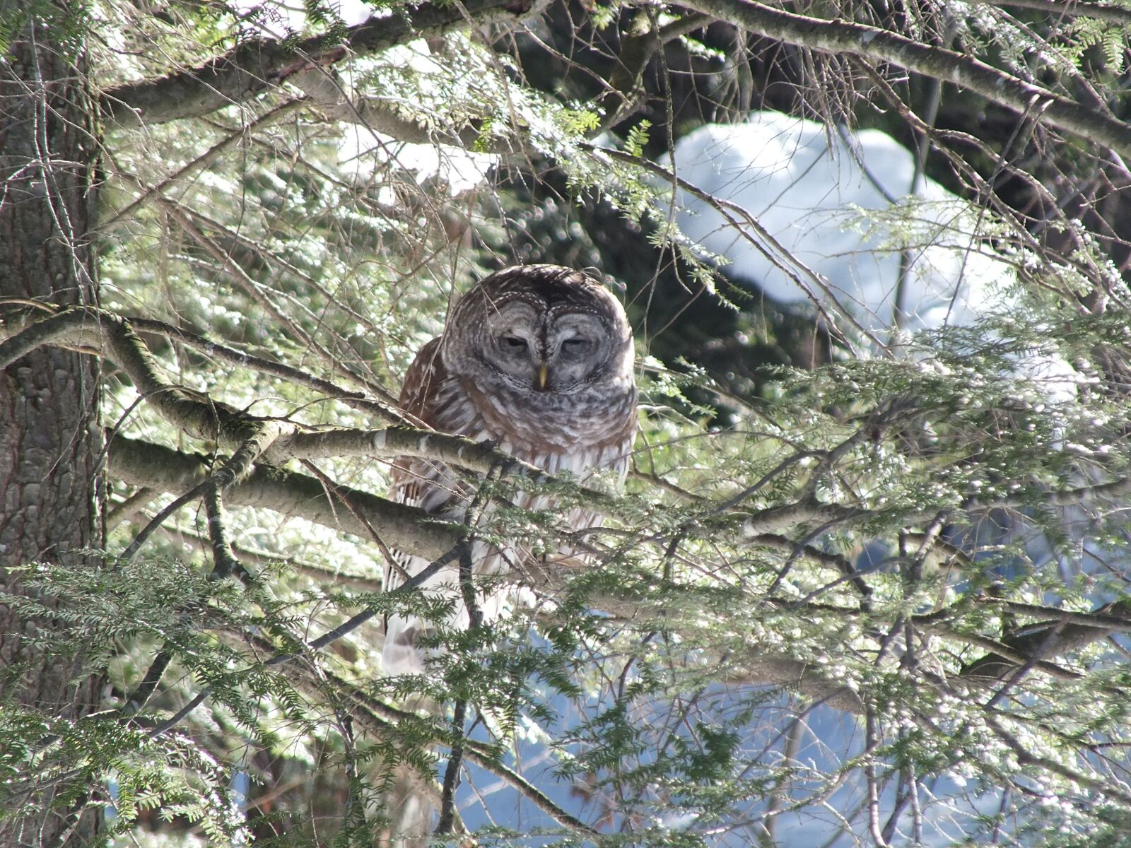Fujifilm FinePix HS30EXR sample photo. Owl, wildlife, woodland photography