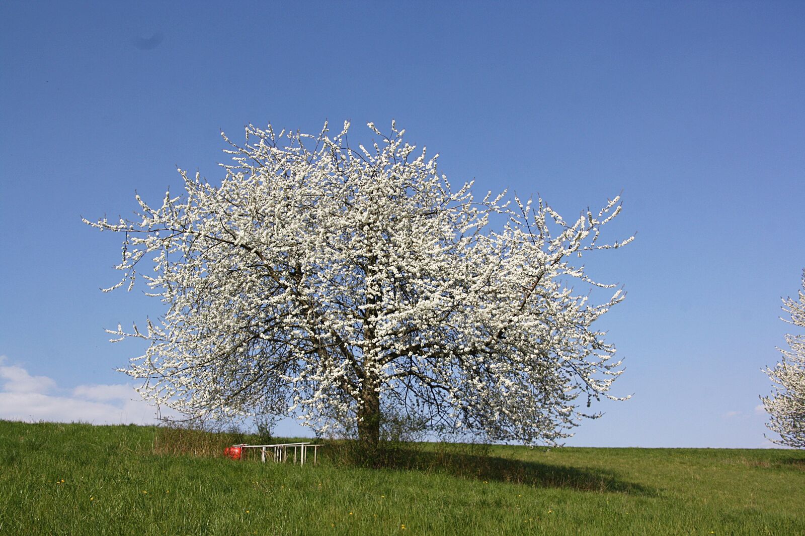 Canon EOS 1000D (EOS Digital Rebel XS / EOS Kiss F) sample photo. Nature, spring, tree photography