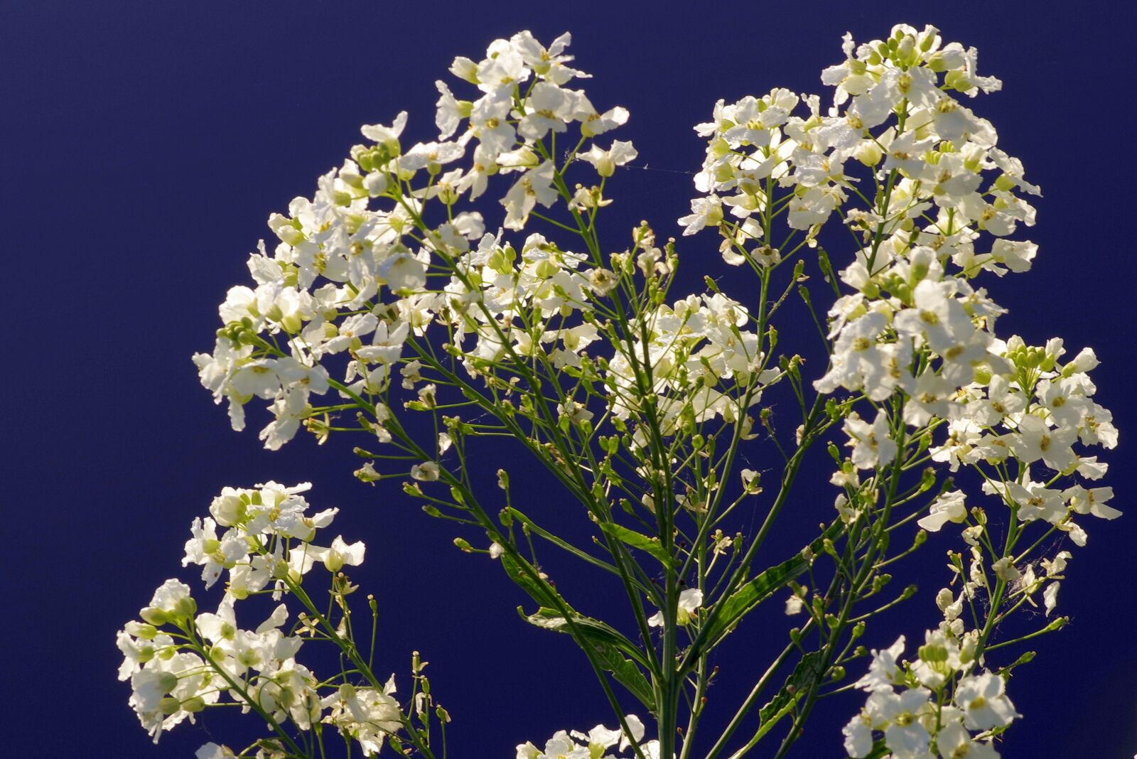 Pentax K-S2 sample photo. Flower, white, cream photography