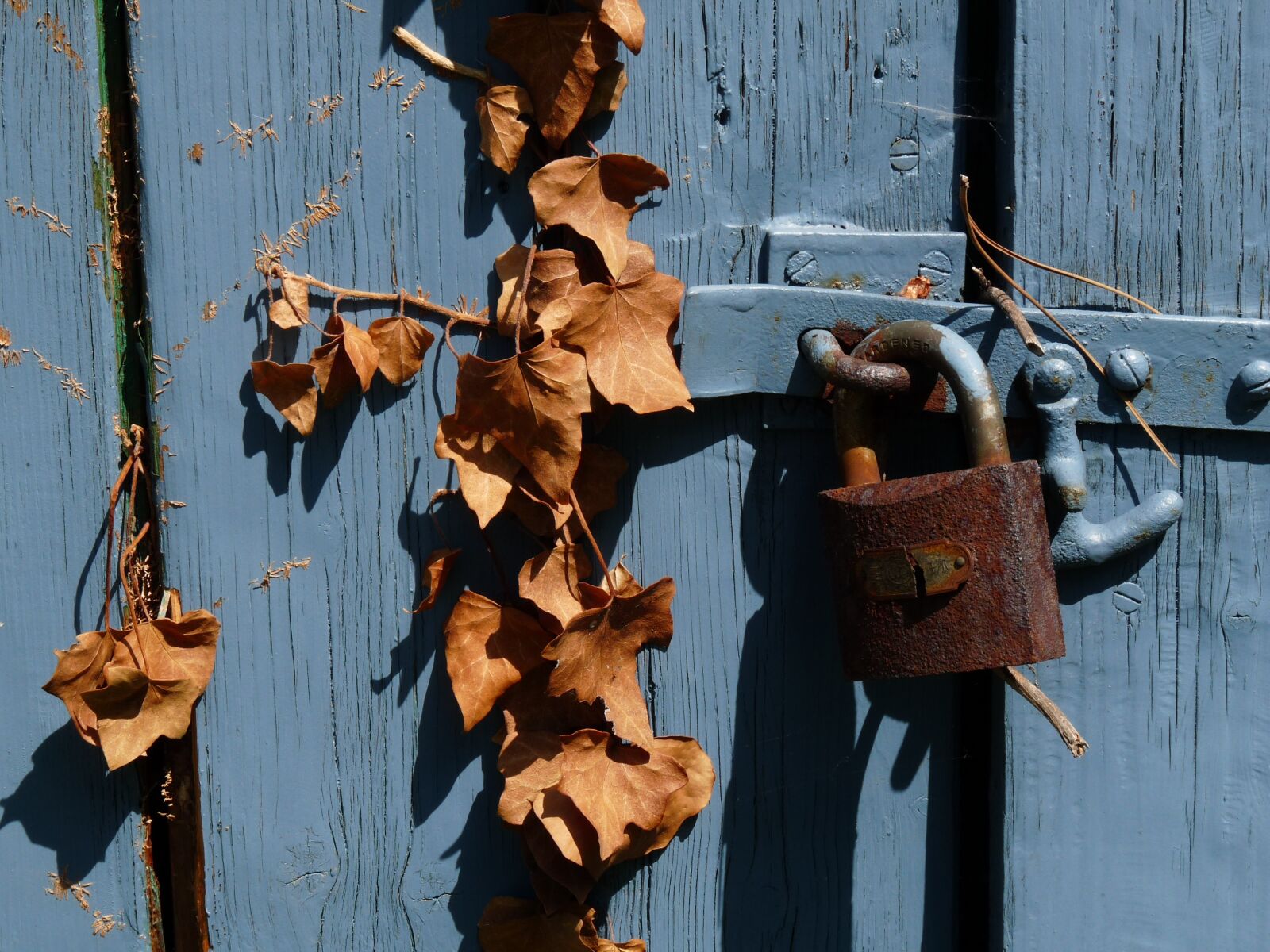 Panasonic Lumix DMC-FZ28 sample photo. Padlock, foliage, blue photography