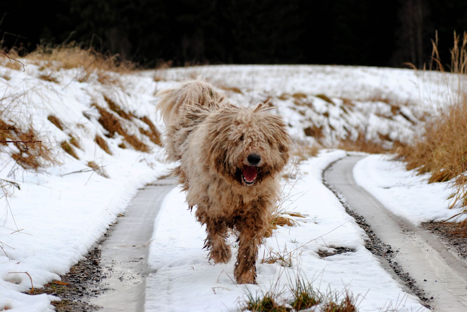 Nikon D3000 sample photo. Komondor, dog, guard dog photography