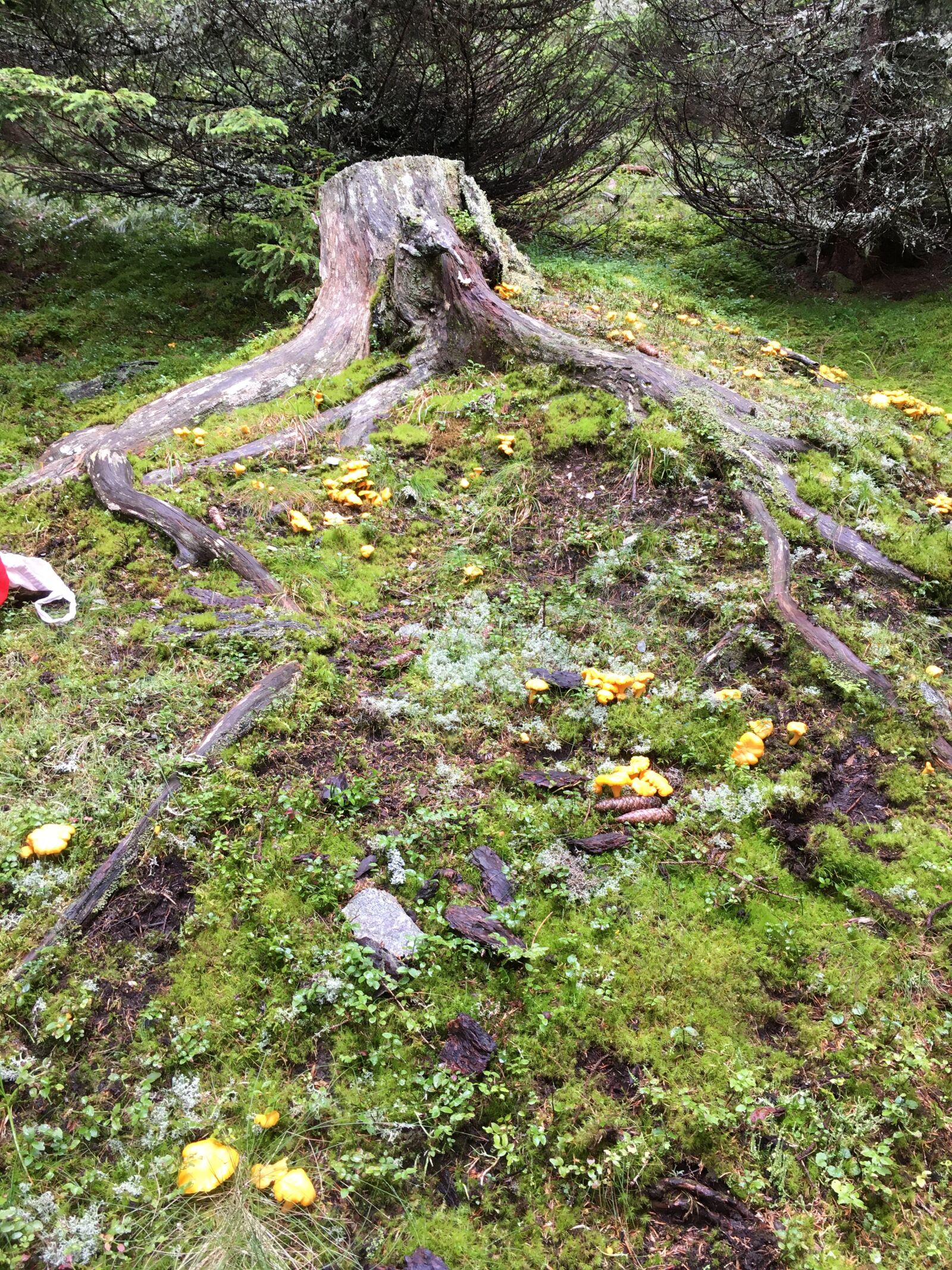 Apple iPhone SE (1st generation) sample photo. Mushroom, nature, forest floor photography