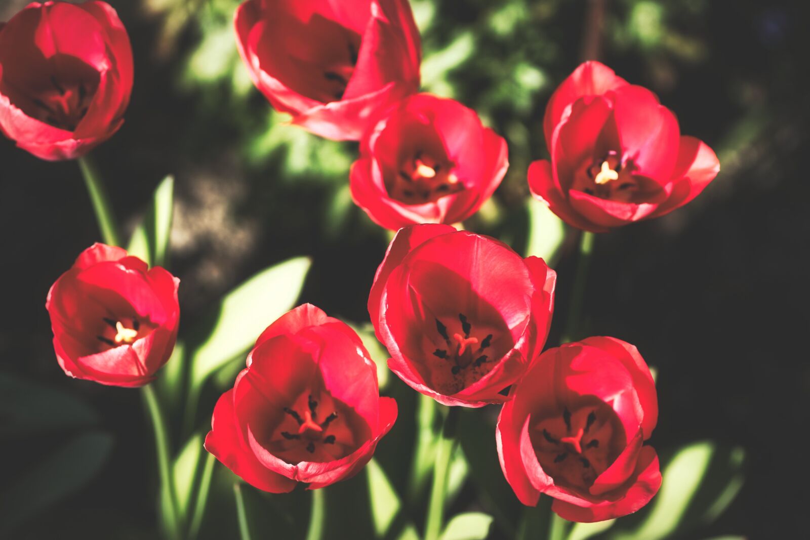 Tamron SP 90mm F2.8 Di VC USD 1:1 Macro sample photo. Tulips, red, spring photography