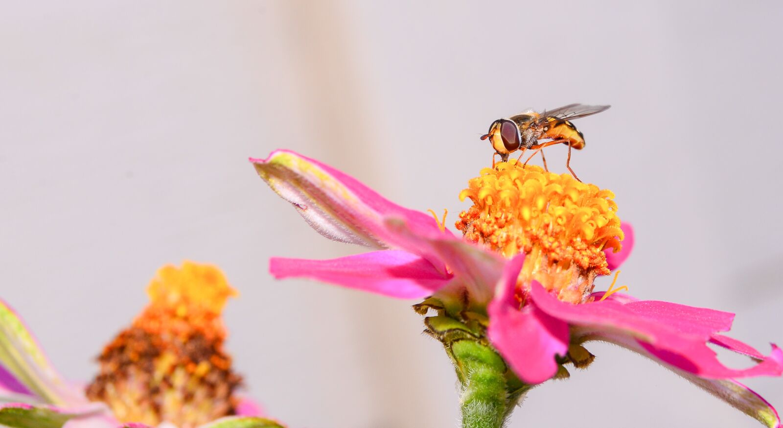 Nikon D600 sample photo. Bee, flower, nature photography