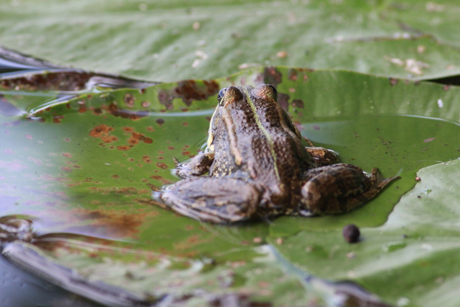 Canon EF 300mm F4L IS USM sample photo. Frog, water, leaf photography