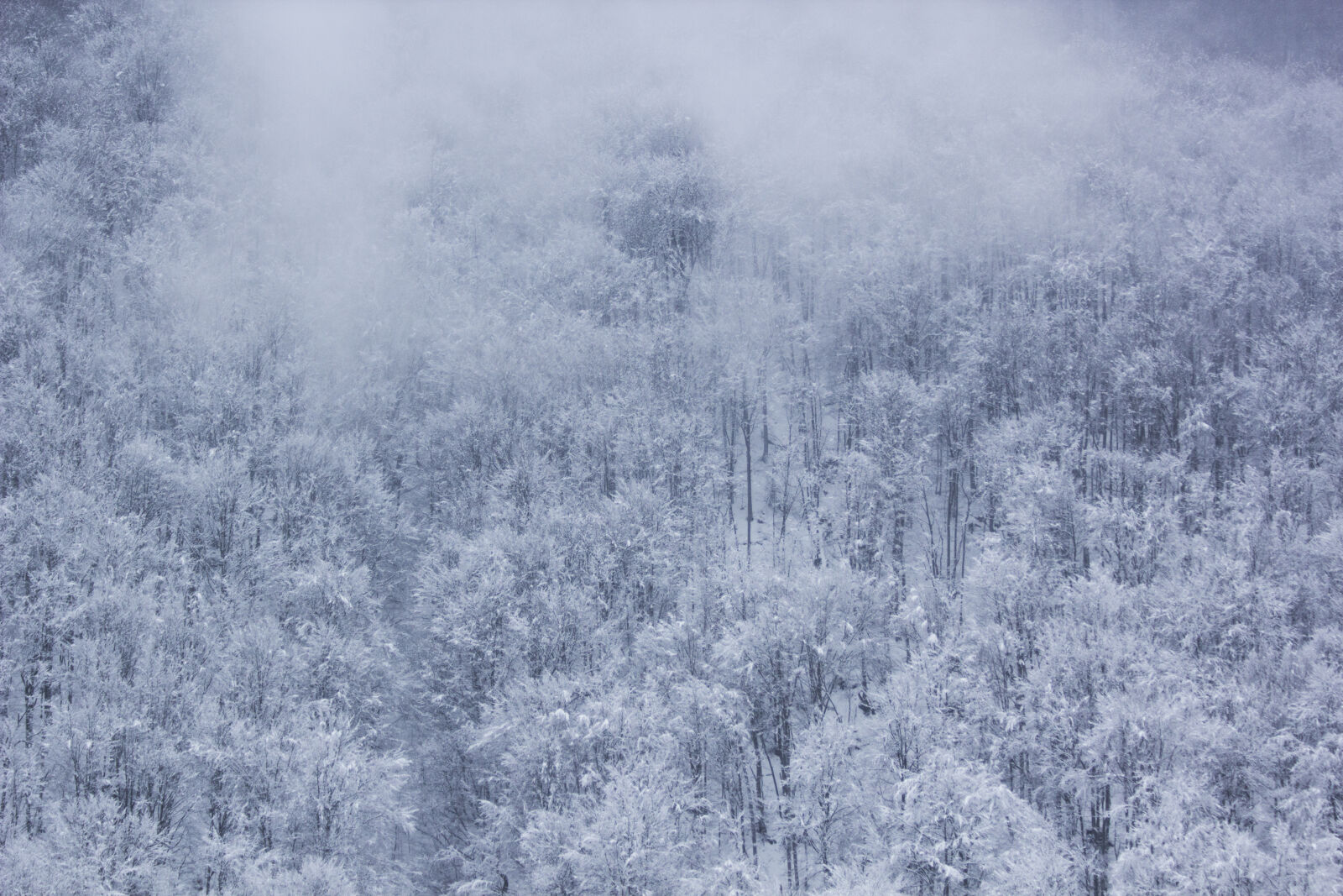Canon EF 70-300mm F4-5.6 IS USM sample photo. Frozen, trees, during, daytime photography