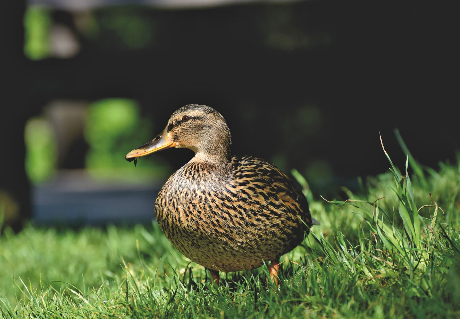 Nikon D7200 sample photo. Mallard, duck, water bird photography