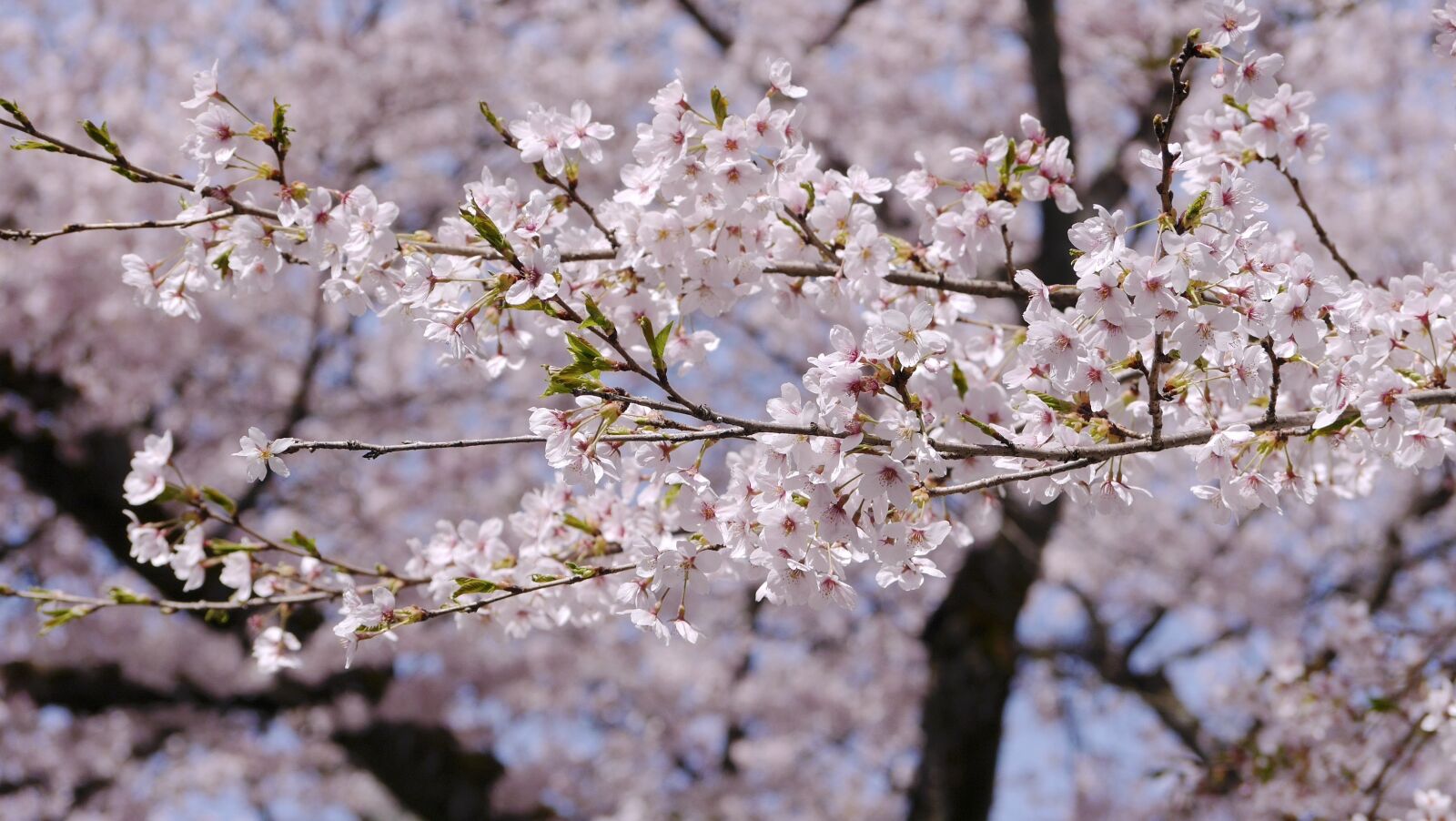 Panasonic Lumix DMC-G6 sample photo. Cherry blossoms, in full photography