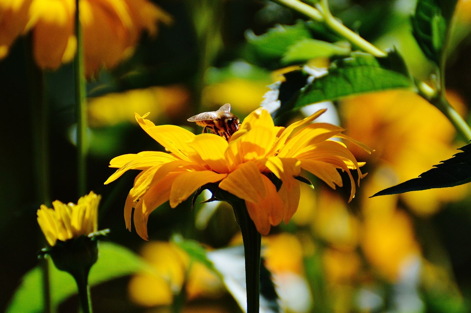 Nikon D3200 sample photo. Flower, yellow, blossom photography