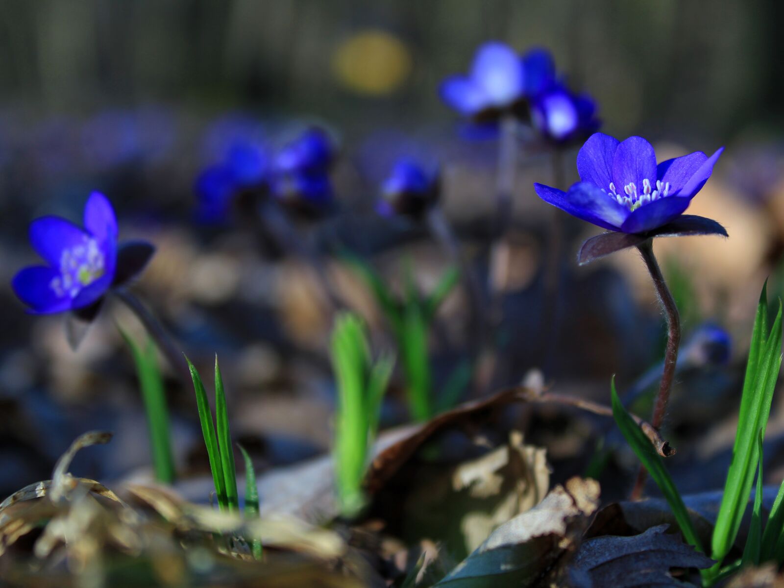 Canon EOS 1300D (EOS Rebel T6 / EOS Kiss X80) sample photo. Flower, spring, liverwort photography