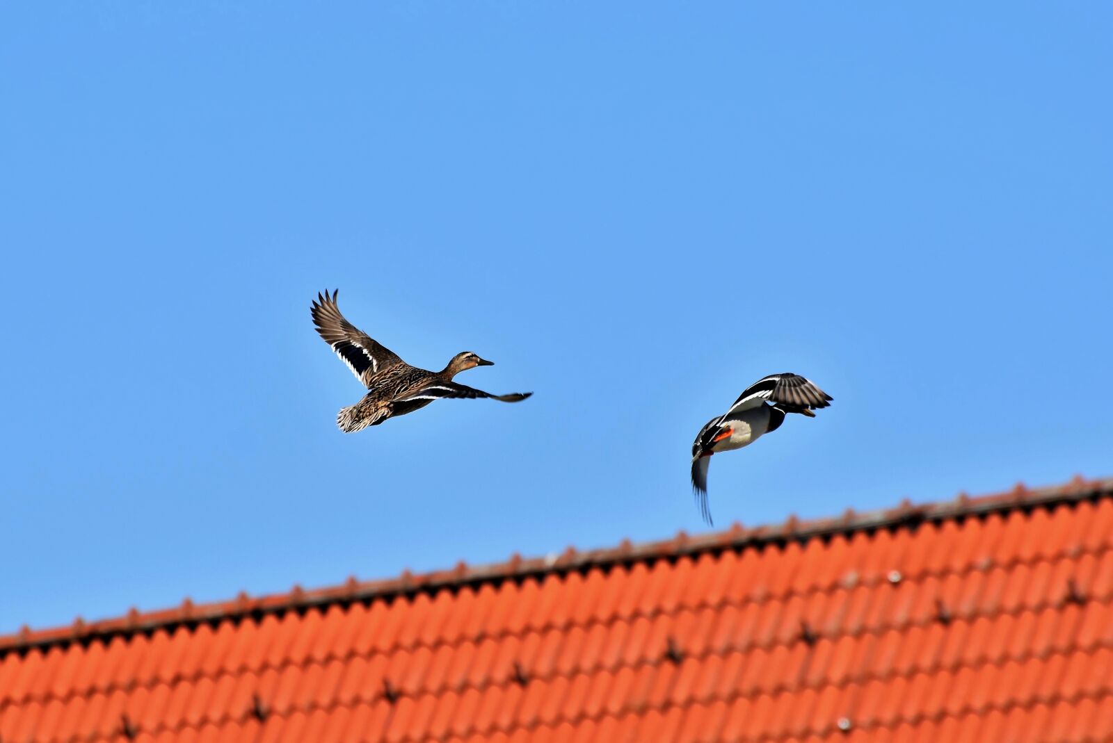 Nikon D7200 sample photo. Duck, drake, mallard photography