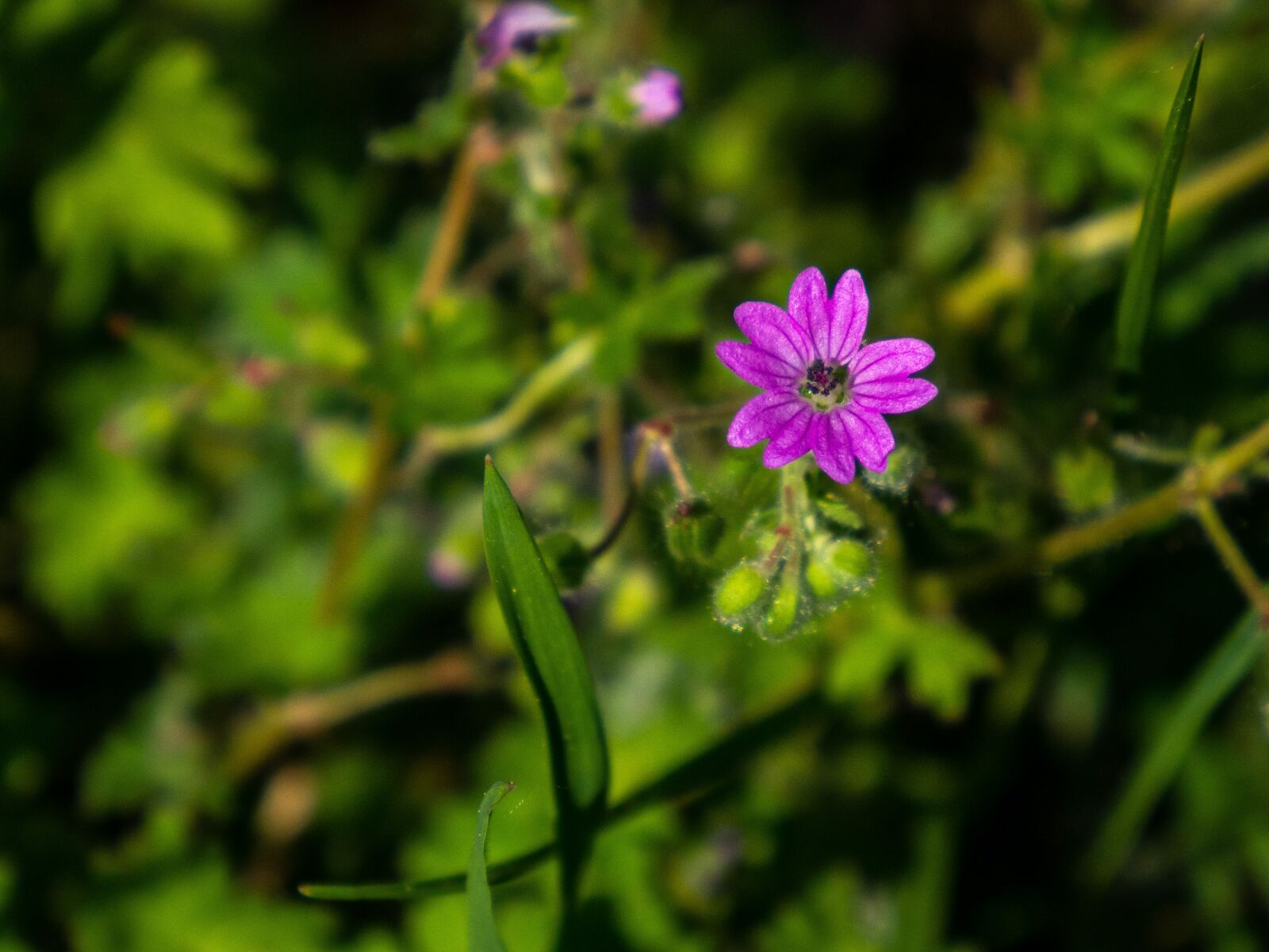 Olympus OM-D E-M10 III sample photo. Retail, flower, pink photography