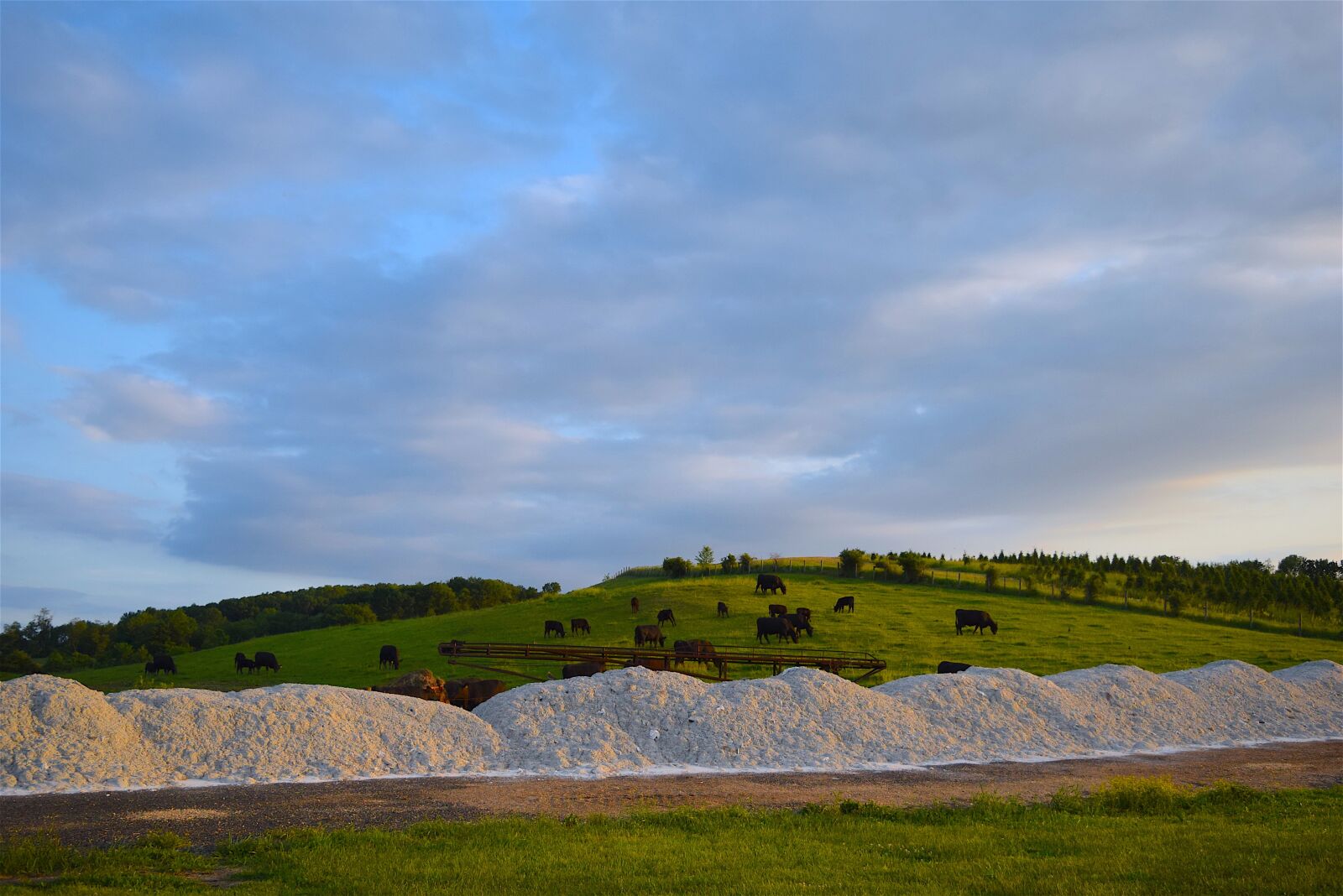 Nikon D3300 sample photo. Cows, farm, hillside photography