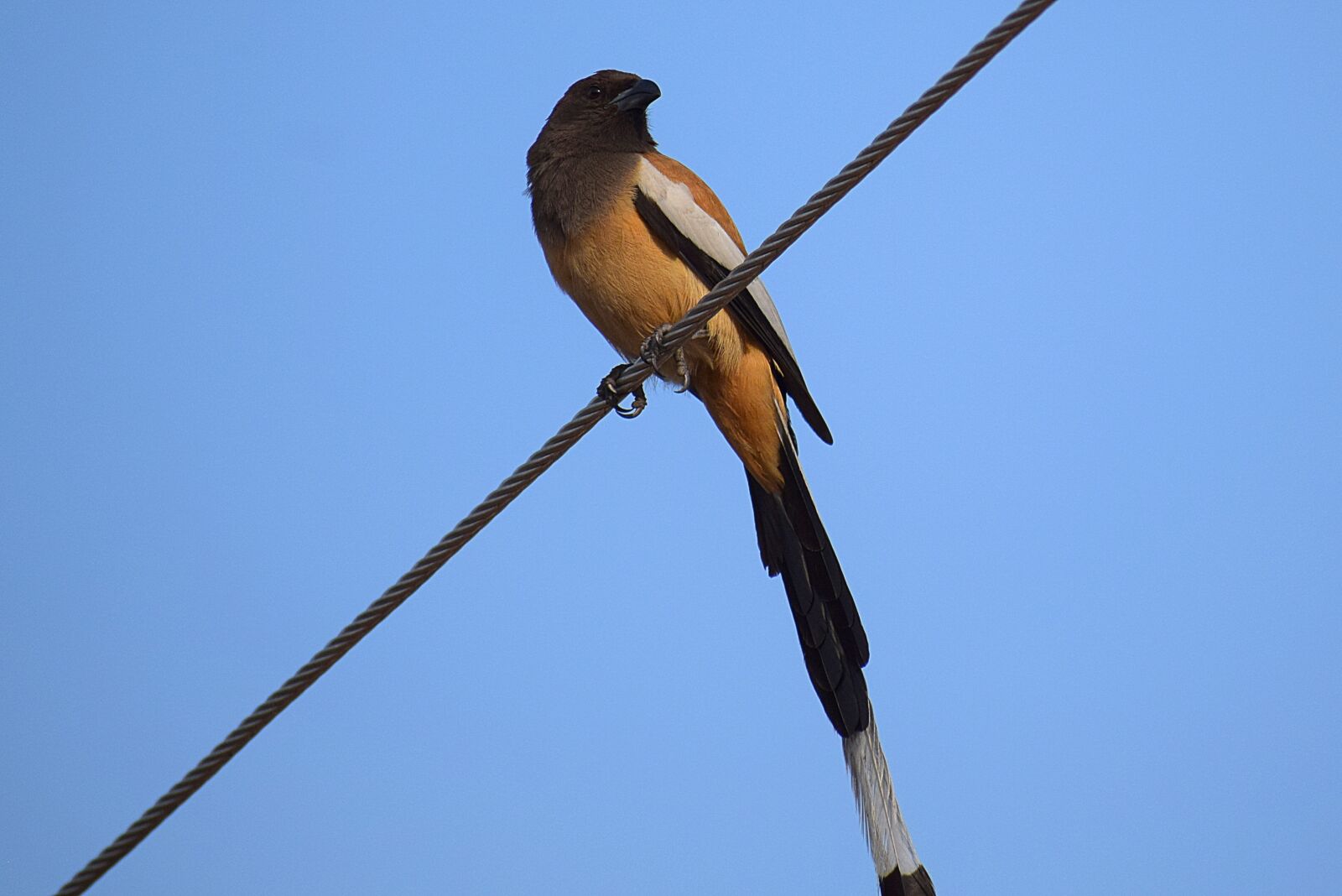 Nikon D3300 sample photo. Bird, nature, f photography