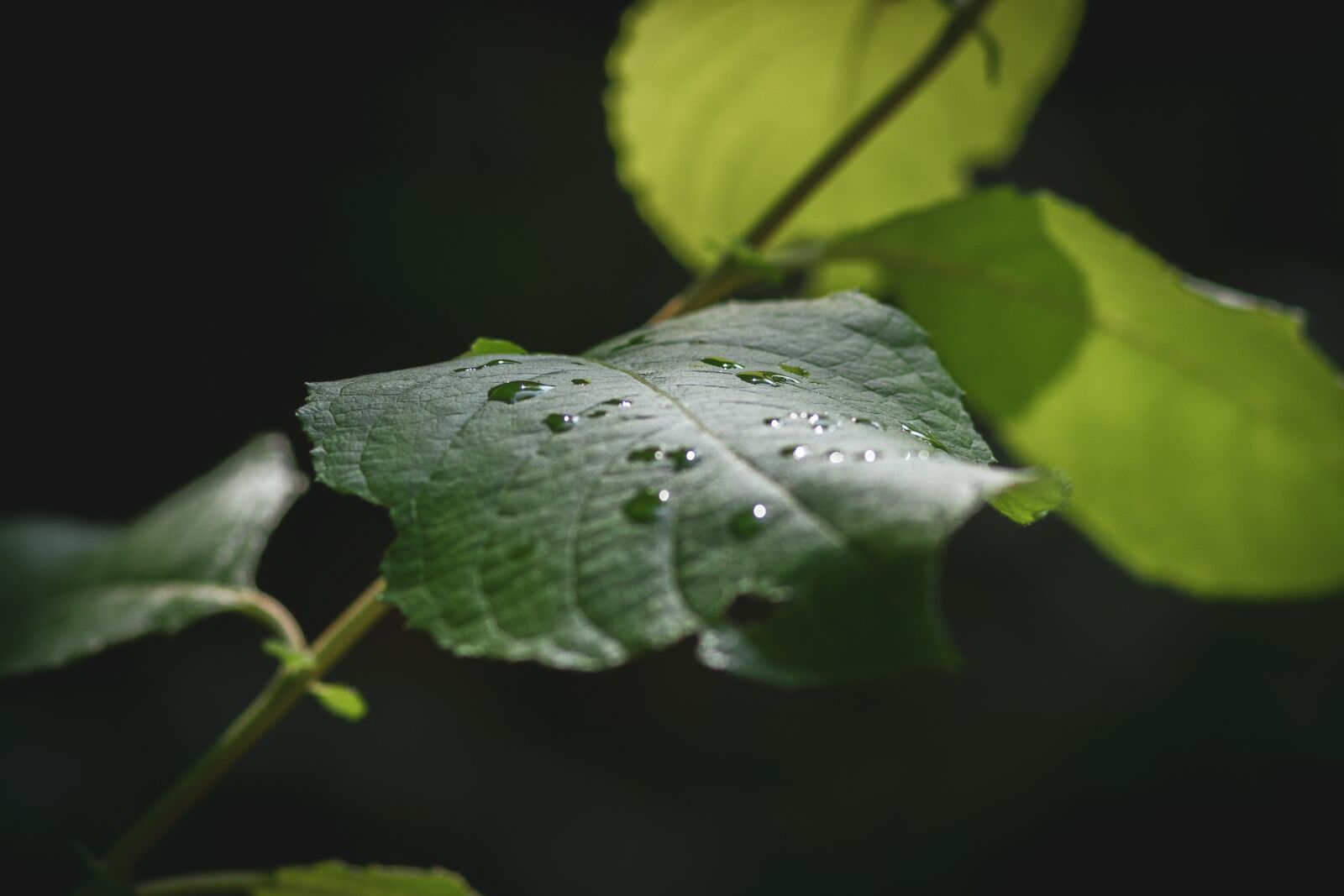 Canon EOS 80D + Canon EF 85mm F1.8 USM sample photo. Drip, leaf, nature photography