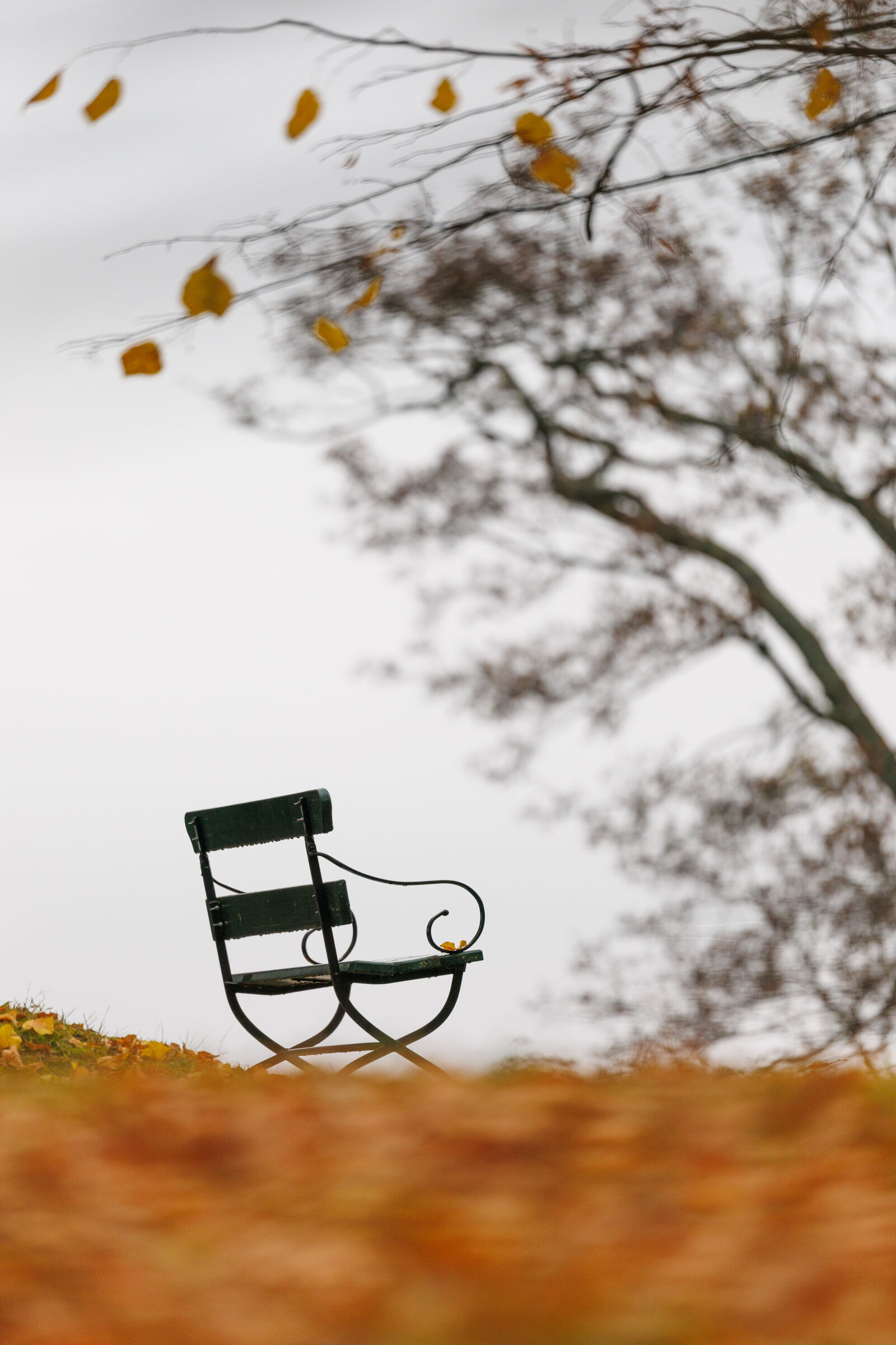 Canon EOS R1 sample photo. Bench of solitude photography