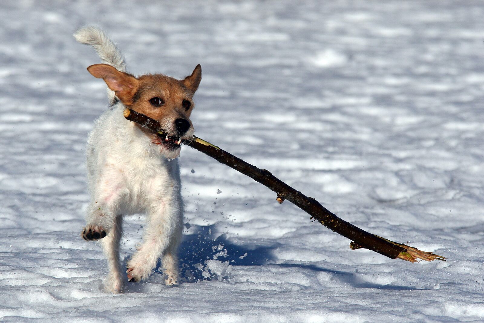 Canon EOS 20D sample photo. Dog, play, stick photography