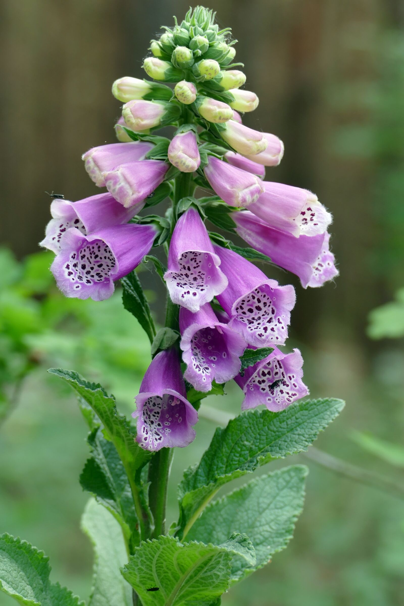 Panasonic Lumix DMC-FZ1000 sample photo. Flower, thimble, forest photography