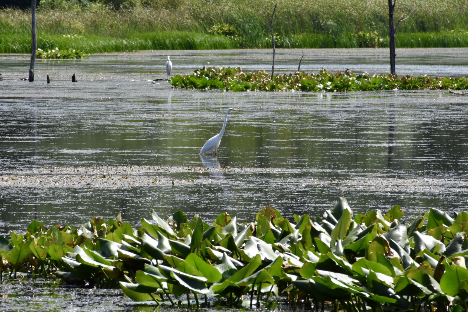 Nikon D3400 sample photo. Heron, blue, bird photography