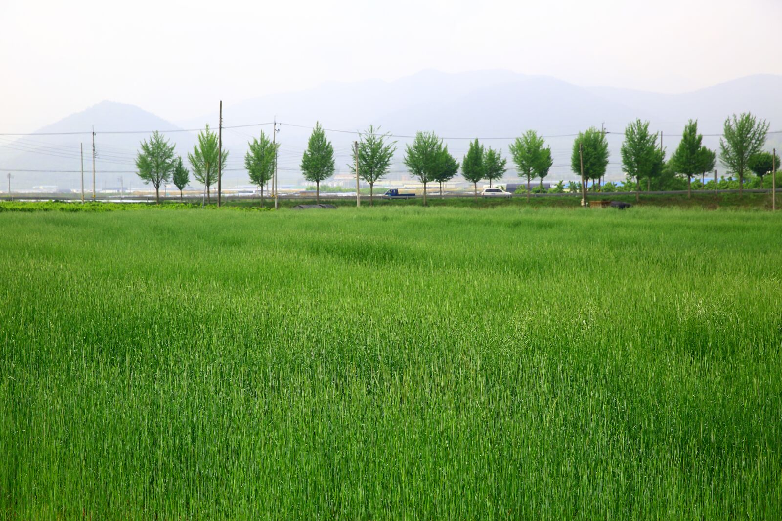Canon EF 24-70mm F2.8L II USM sample photo. Barley field, morning, landscape photography