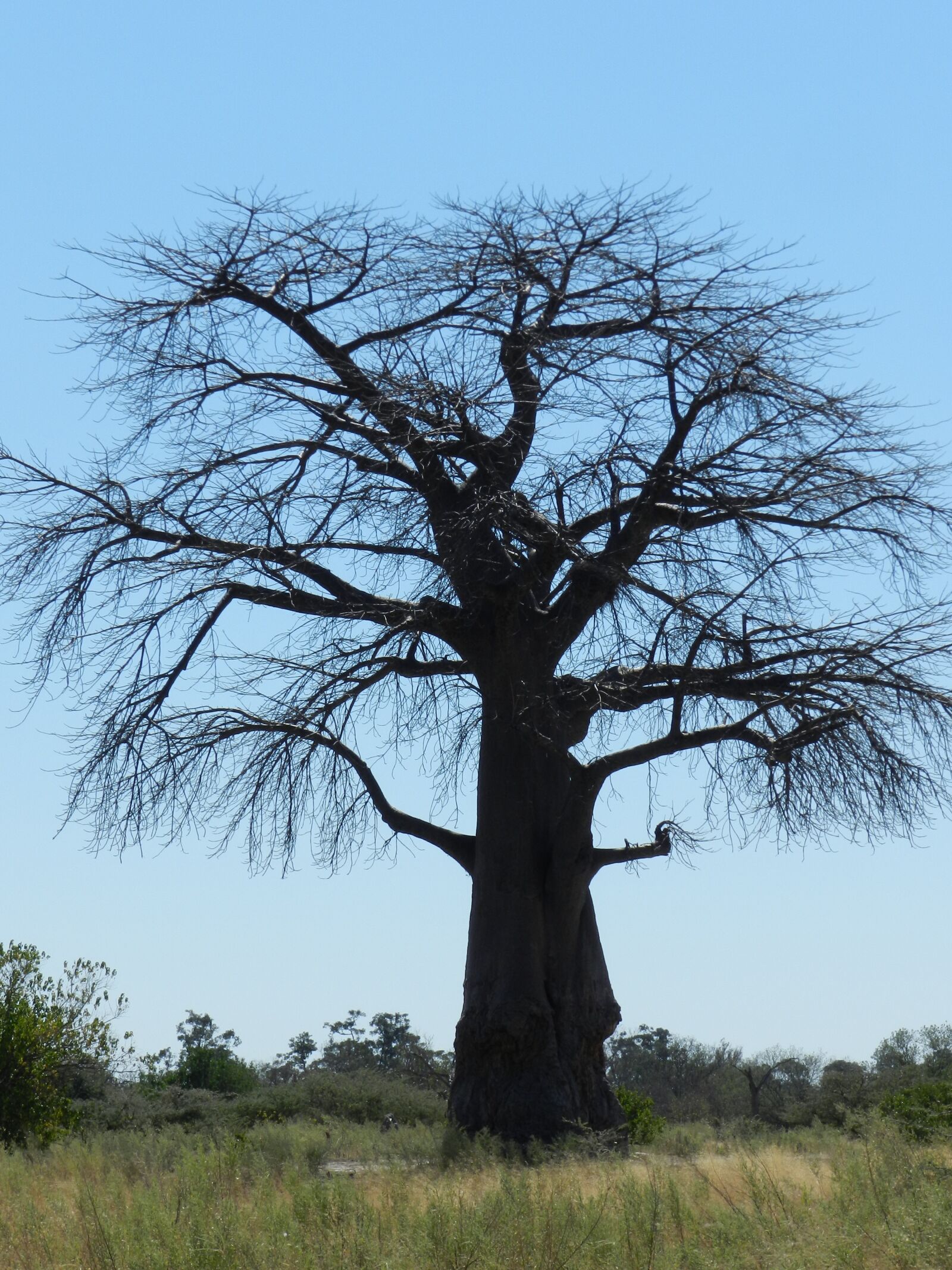 Nikon Coolpix P500 sample photo. Africa, baobab, savannah photography