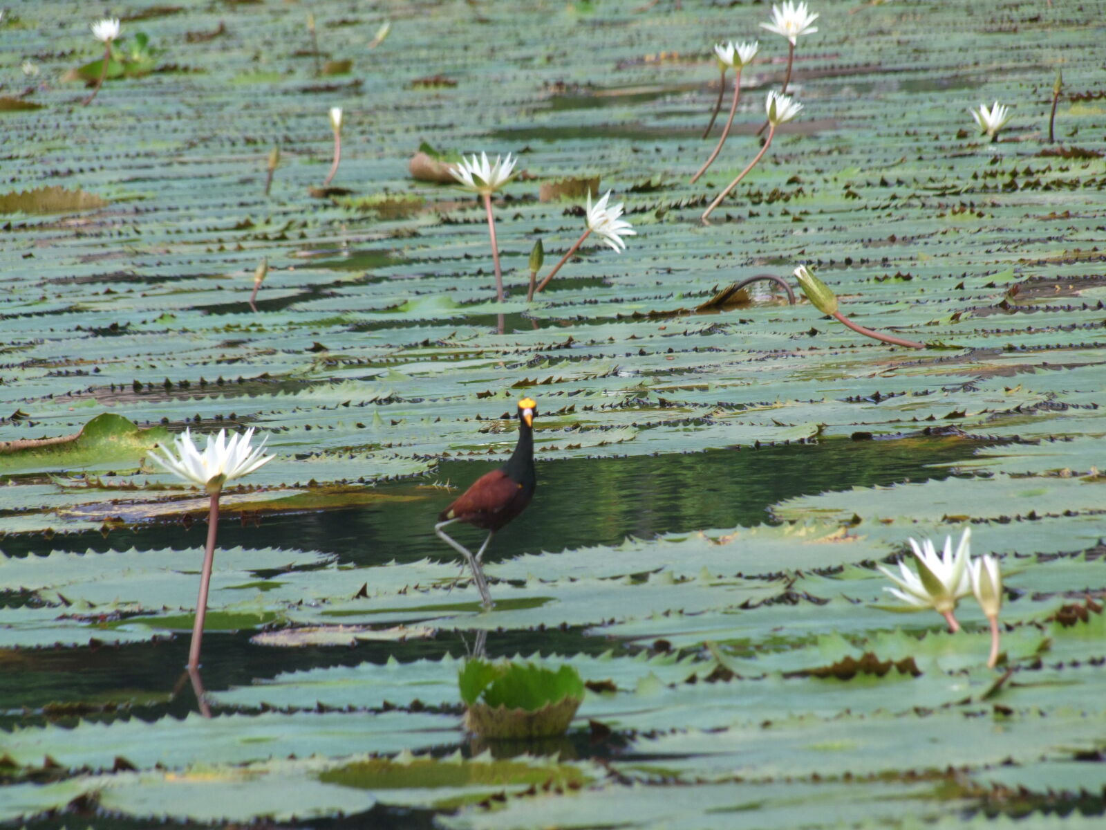 Fujifilm FinePix S100fs sample photo. Bird photography