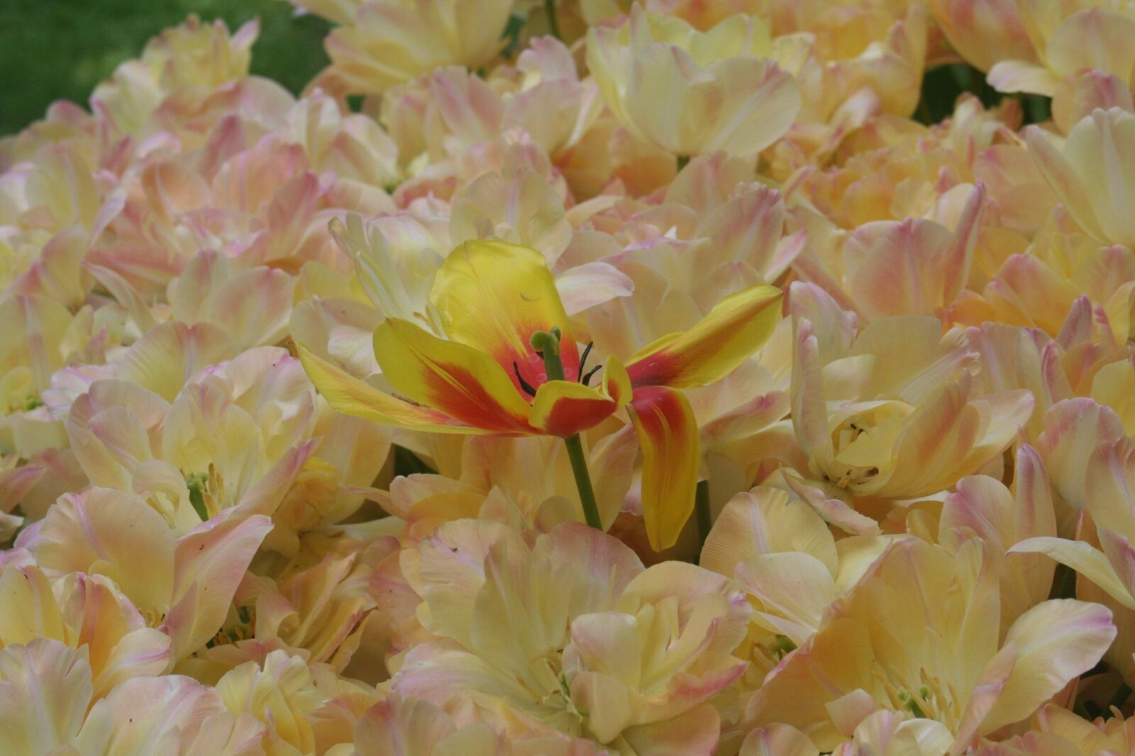 Canon EOS 350D (EOS Digital Rebel XT / EOS Kiss Digital N) sample photo. Flowers, the, nature photography