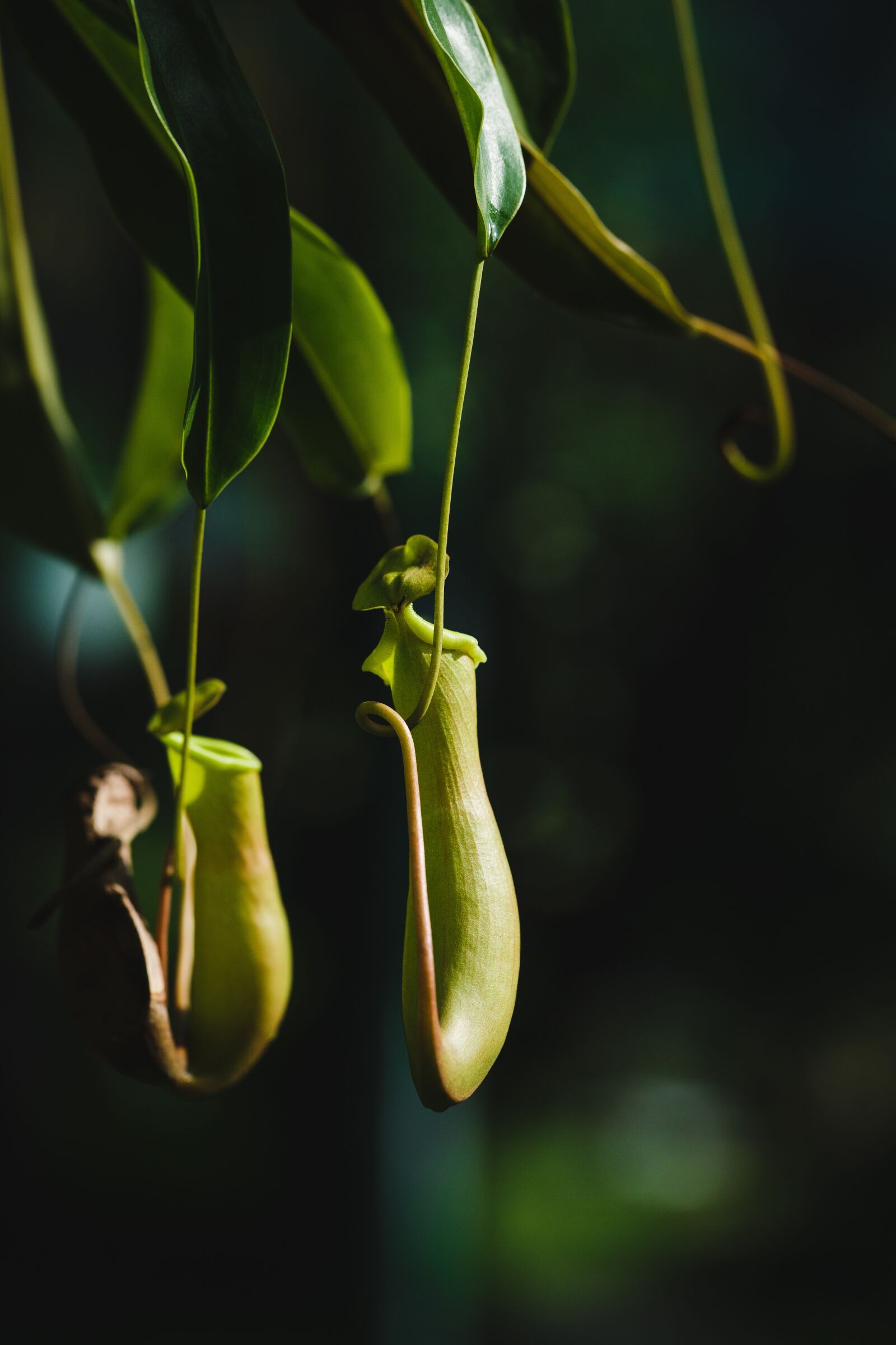 Canon EF 100mm F2.8L Macro IS USM sample photo. Vegetal, plant, green photography