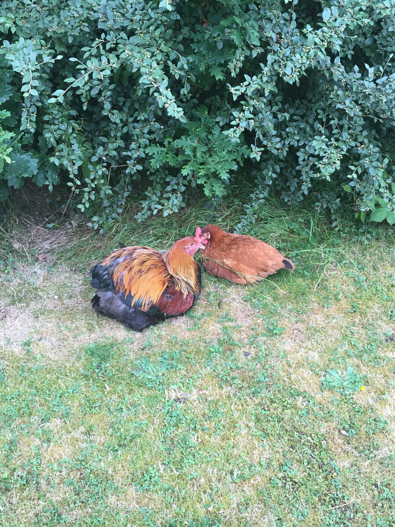 iPhone 6s Plus back camera 4.15mm f/2.2 sample photo. Roaster, hen, country photography