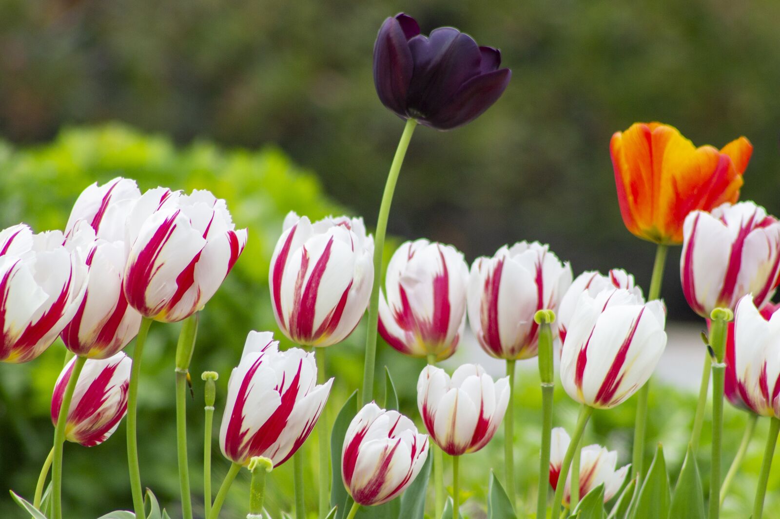 Canon EOS 1100D (EOS Rebel T3 / EOS Kiss X50) + Canon EF75-300mm f/4-5.6 sample photo. Tulips, spring, flowers photography